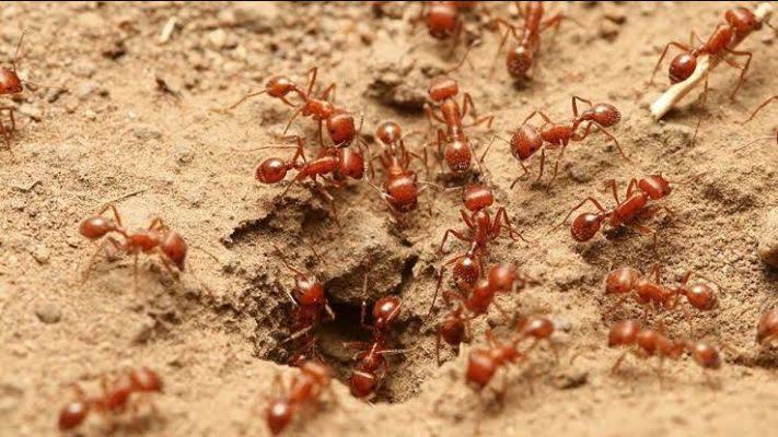 लाल चींटी की चटनी’ से कोरोना महामारी के इलाज पर सुप्रीम कोर्ट ने खारिज की याचिका 
